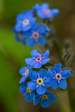 Forget-Me-Not