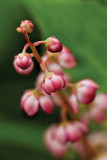 Pink Pyrola ( Wintergreen )