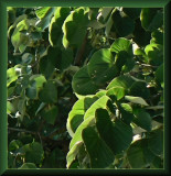 Light in the green leaves