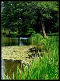 Carpet of water lilies
