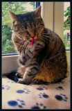 Washing my paw