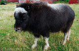 Young Musk Ox