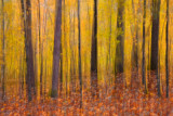 _MG_4956 10-25-09 Abstract Forest.jpg