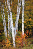 Autumn Trees.jpg