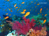 Red Sea - Egypt
