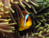 Red Sea - Egypt