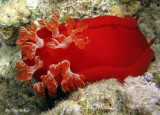 Red Sea - Egypt