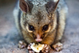 Baby brushtail possum eating a banana