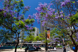 Jacaranda in Sydney