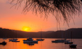 Pittwater sunset with she oak in landscape