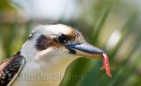 Kookaburra close with piece of meat