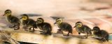 All in a row - Pacific black duckings