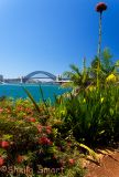 Sydney Harbour with gymea lily - Balmain