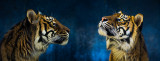 Sumatran tigers profile