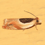 3367 - Ancylis burgessiana