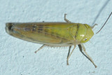 Leafhoppers genus Gloridonus
