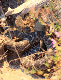 Western Rattlesnake (subspecies Southern Pacific Rattlesnake) Crotalus viridis belleri