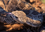 Western Rattlesnake (subspecies Southern Pacific Rattlesnake) Crotalus viridis belleri
