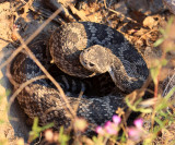 Western Rattlesnake (subspecies Southern Pacific Rattlesnake) Crotalus viridis belleri