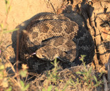 Western Rattlesnake (subspecies Southern Pacific Rattlesnake) Crotalus viridis belleri