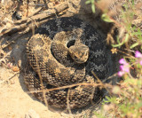 Western Rattlesnake (subspecies Southern Pacific Rattlesnake) Crotalus viridis belleri