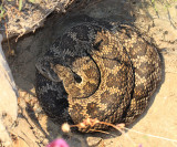 Western Rattlesnake (subspecies Southern Pacific Rattlesnake) Crotalus viridis belleri