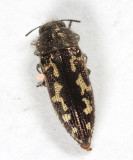 Acmaeodera retifera