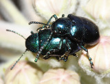 Cobalt Milkweed Beetle - Chrysochus cobaltinus