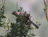 California Towhee - Pipilo crissalis