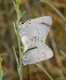 Sylvan Hairstreak - Satyrium sylvinus