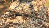 IMG_1890.JPG