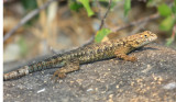 Western Fence Lizard - Sceloporus occidentalis