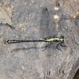 Grappletail - Octogomphus specularis