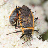 Bordered Plant Bugs - Largidae