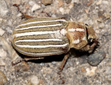 Ten-lined June Beetle - Polyphylla decemlineata