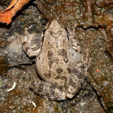 Baja California Tree Frog - Pseudacris hypochondriaca