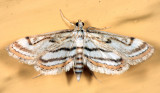 4761 - Chestnut-marked Pondweed Moth - Parapoynx badiusalis