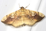 5241 - Basswood Leafroller Moth - Pantographa limata