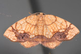 7010 - Horned Spanworm Moth - Nematocampa resistaria