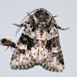 10415 - Collared Arches - Lacinipolia strigicollis