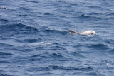 Rissos Dolphin - Grampus griseus