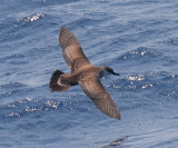 Greater Shearwater - Puffinus gravis