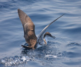 Greater Shearwater - Puffinus gravis