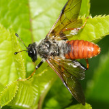 Trichiosoma triangulum (male)