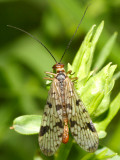 Panorpa latipennis