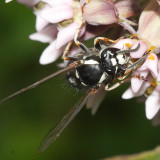 Vespula consobrina (Blackjacket)