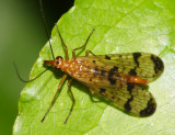 Panorpa sp.
