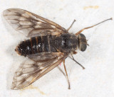 Watersnipe Flies - Athericidae