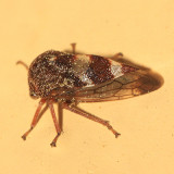 Cyrtolobus tuberosus