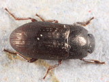 Blapstinus metallicus